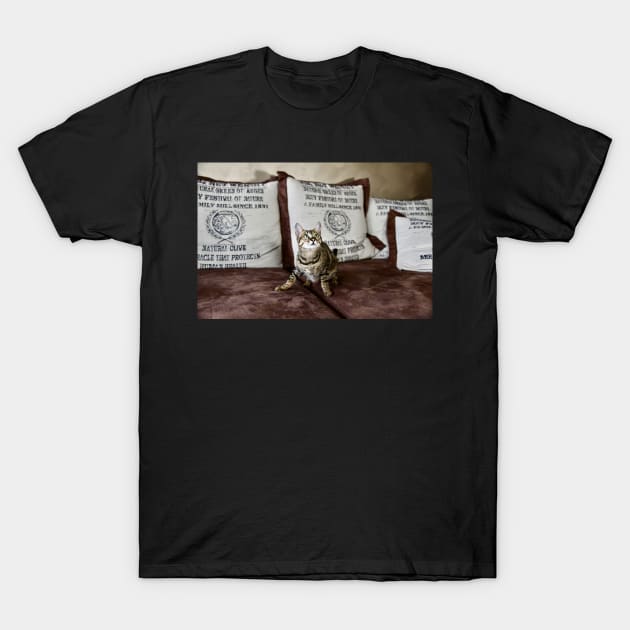 Savannah Cat 4 / Swiss Artwork Photography T-Shirt by RaphaelWolf